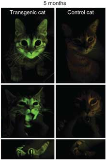 Illustration for article titled What can this glow-in-the-dark kitten teach scientists about AIDS?
